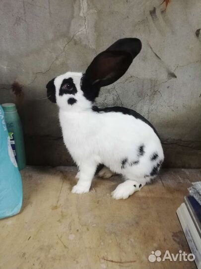 Немецкий пестрый великан (нпв)