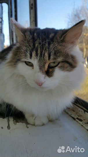 Кот в добрые руки