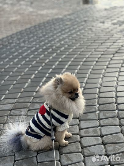 Случка шпиц