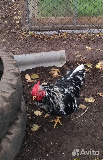 Молодые петушки