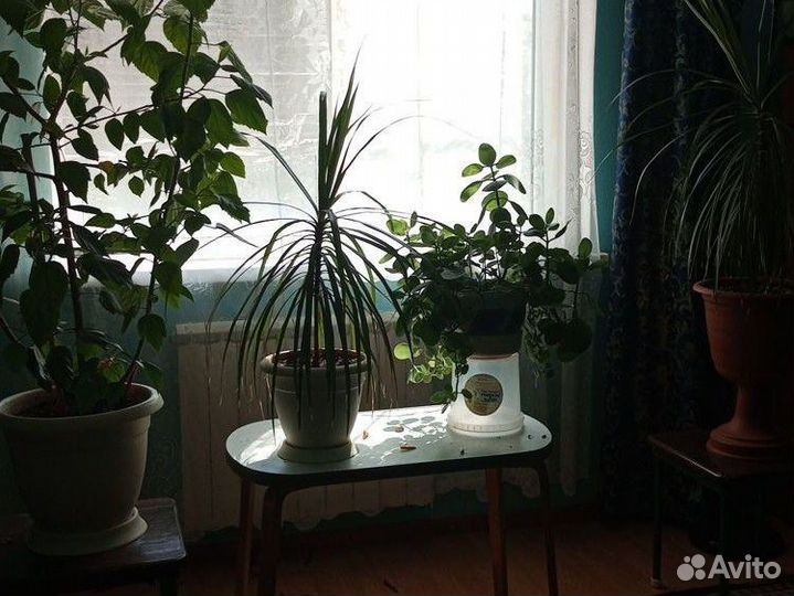 Комнатные цветы