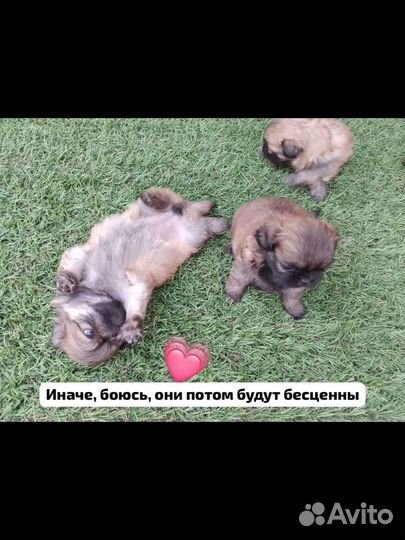 Щенки пекинеса