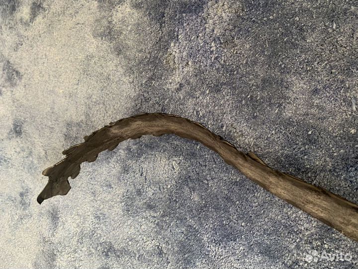 Ремень roberto cavalli крокодил