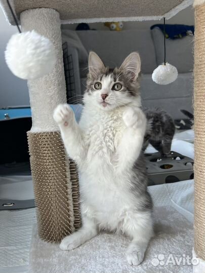 Плюшевый умный котенок мальчик 3 мес