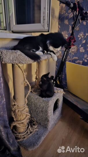 Котенок мальчик 2 месяца