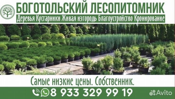 Рябина в Красноярске/Саженцы/Высадка