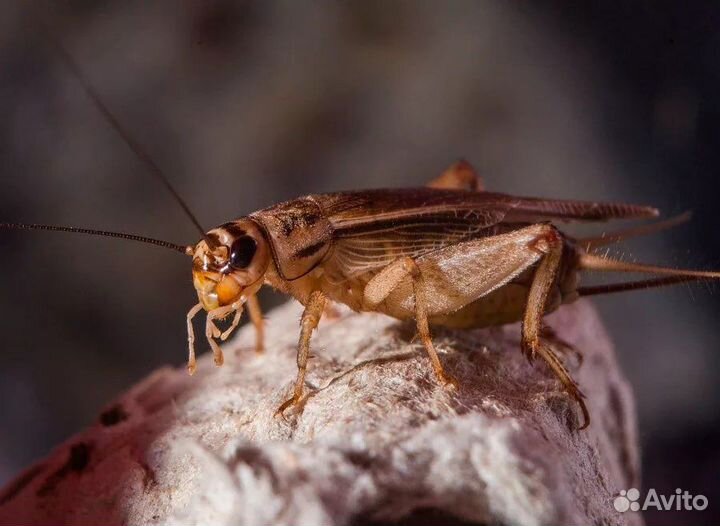 Сверчок домовой замороженный