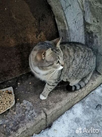 Котик Слоник-Носик обижают на улице ищет дом