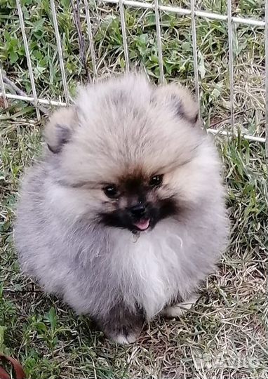 Разные шпицы