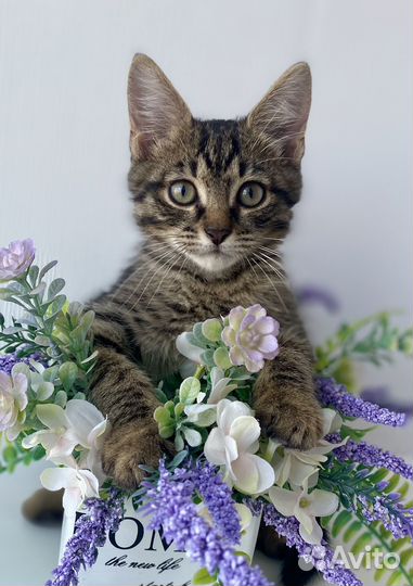 Котенок в добрые руки