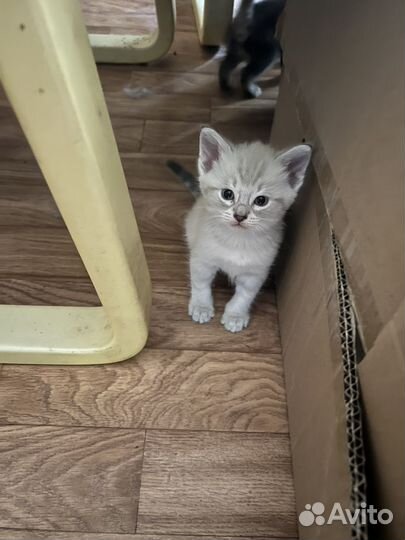 Кошки бесплатно