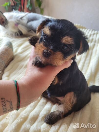 Йоркширский терьер