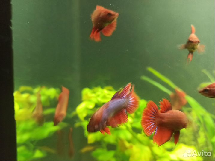 Аквариумные рыбки петушок, мальки