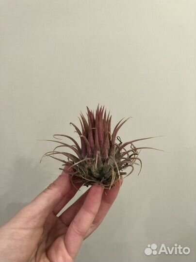 Алоказия медная, Литопсы, Тилландсия и др