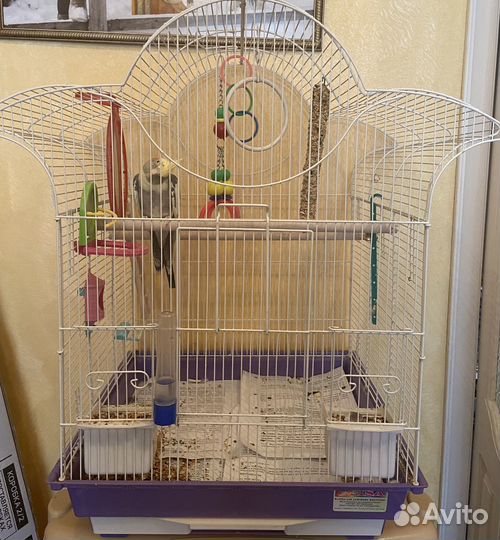 Продам Попугай карелла