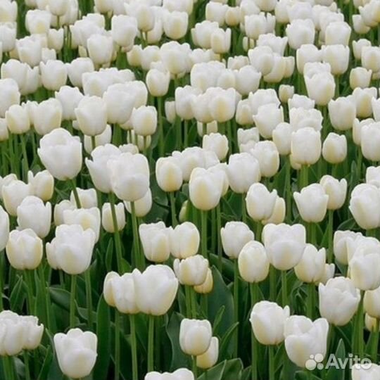 Тюльпан Антартика (5 луковиц) Holland Bulbs (Голл