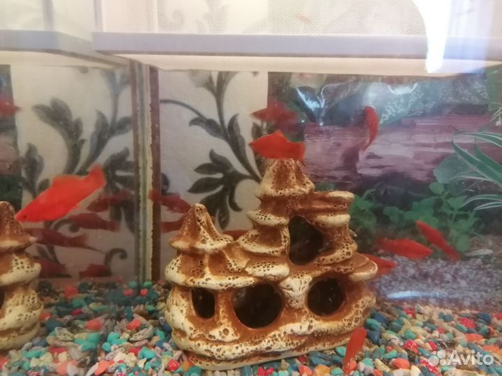 Аквариум с рыбками