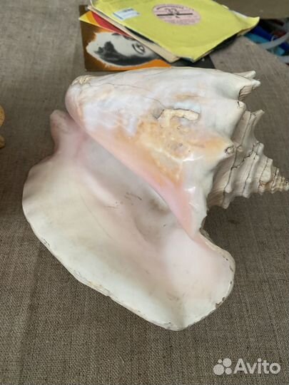 Ракушка гигас