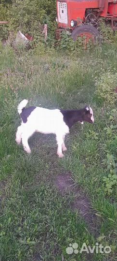 Продам козлят