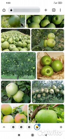 Саженцы яблони 2 метра