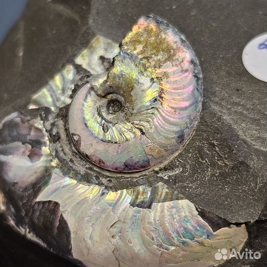 Окаменелость аммонит Aconeceras перламутровый