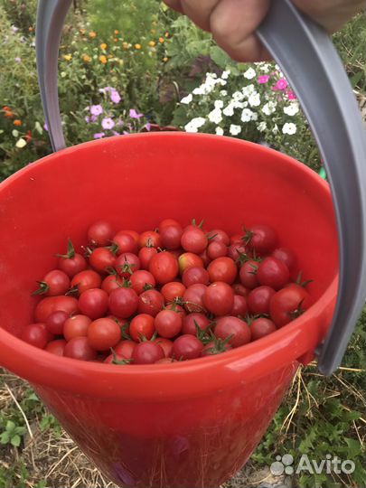 Семена томатов и перцев