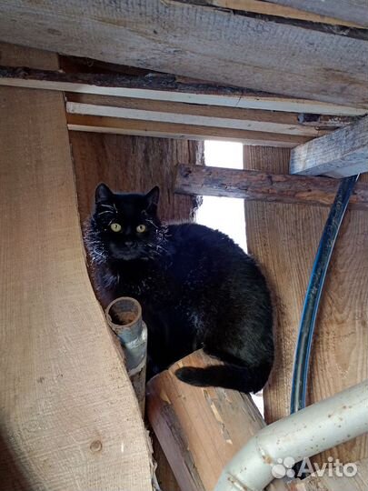 Отдам котенка в добрые руки