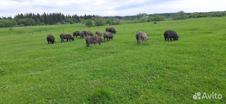Мясо свинина домашняя