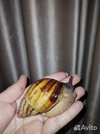 Продам улиток архахатин