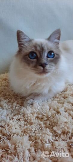 Кошечка редкой породы
