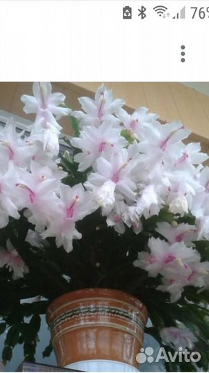 Цветок декабрист