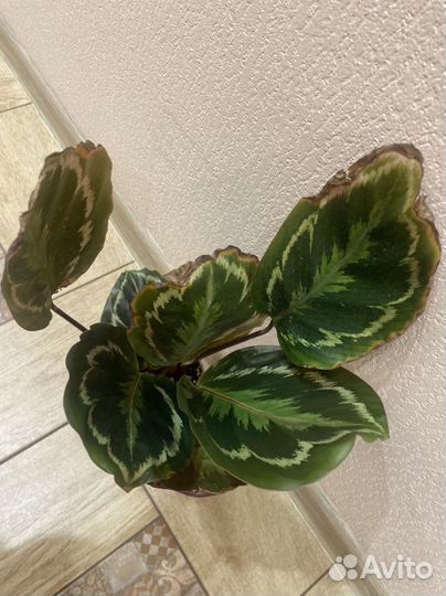 Калатея медальон