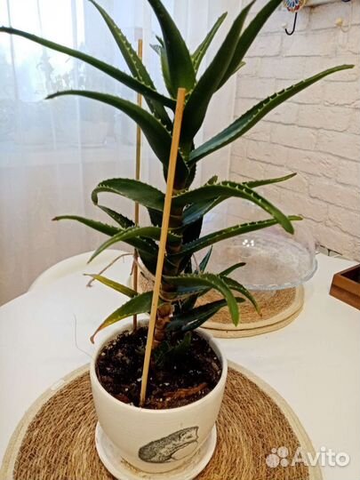 Алоэ столетник лечебный