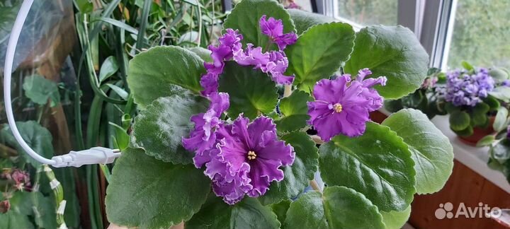 Сортовые фиалки