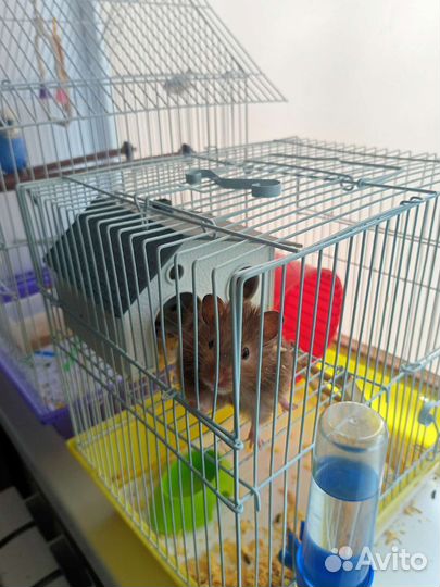 Хомяк с клеткой
