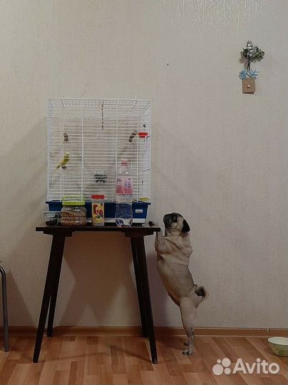 Передержка домашних животных