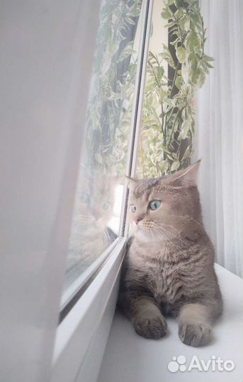 Передержка кошечек/котиков в домашних условиях