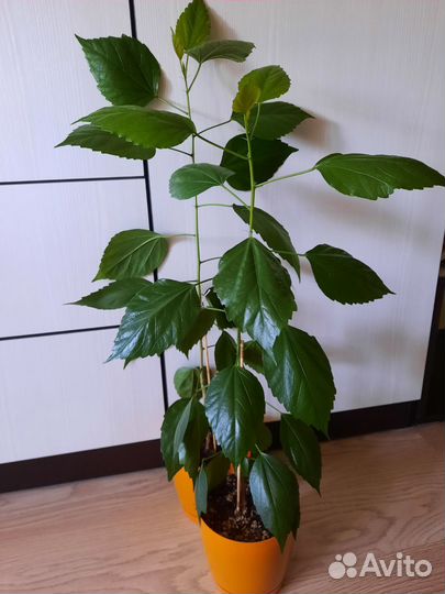 Гибискус (два вида)