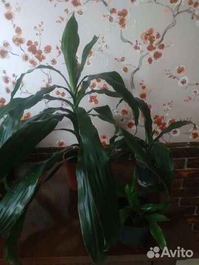 Пальма драцена