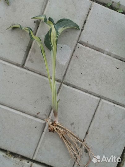 Хоста Булфрог