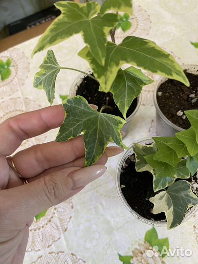 Хедера,пеперомия россо