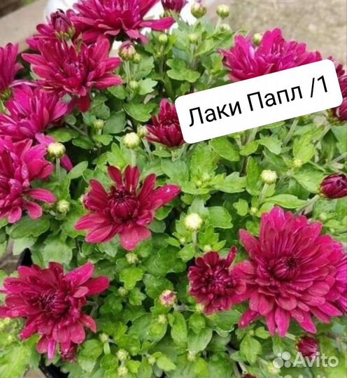 Хризантема мультифлора