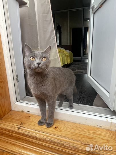 Отдам кошечку