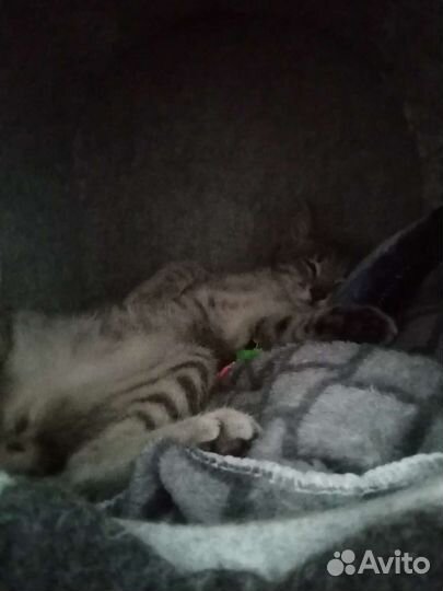 Котёнок 3,5 месяца