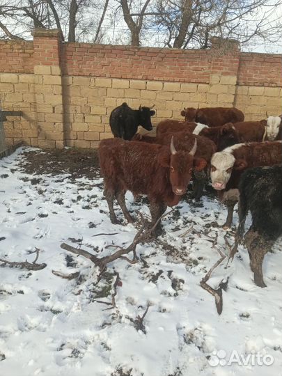 Овци бараны