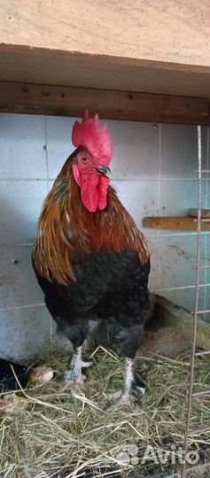 Молодые петухи Ногинск