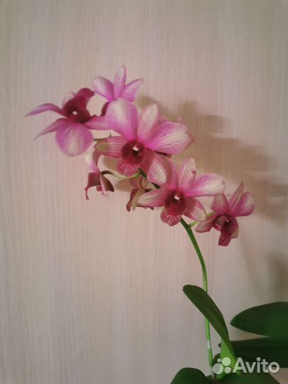 Орхидея дендробиум polar fire