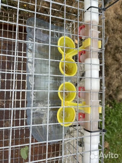 Клетки для перепелов бу