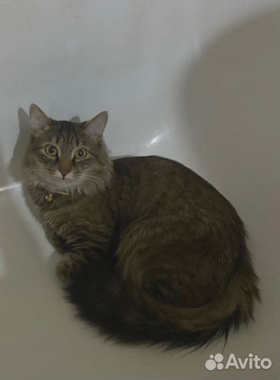 Отдам кота в добрые руки