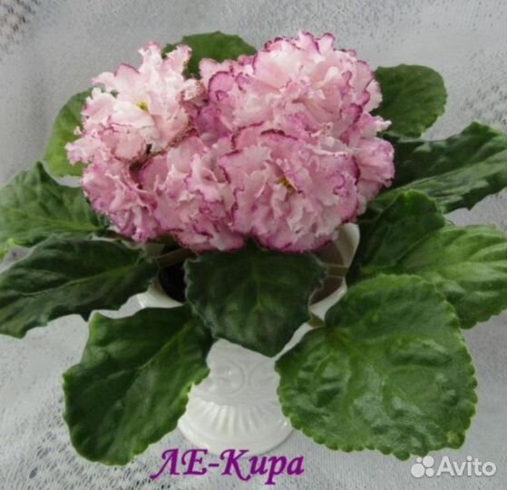 Сортовые фиалки